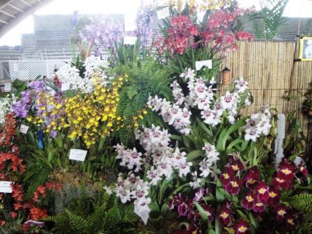 Hilo Orchid Show